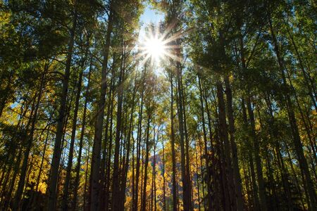 Sun shining through early autumn aspen treesの写真素材