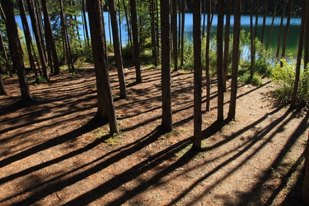 A walking path through a grove of pine trees beside a mountain lakeの写真素材