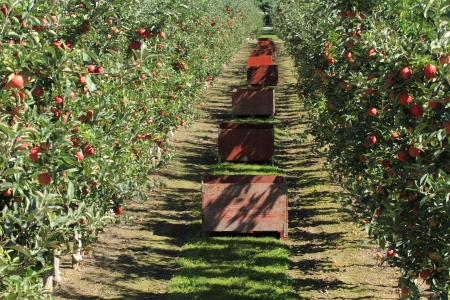 Fruit ripe for the picking in an apple orchardの写真素材