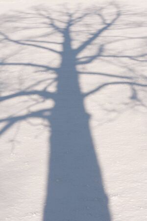 Shadow of a winter tree with bare branches and on a field of snowの写真素材