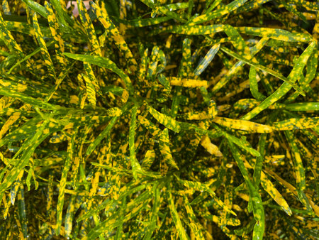 Close up of yellow and green croton plant, stock photo image