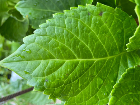 Green leaf with water drops. Nature background. Close-up.の写真素材