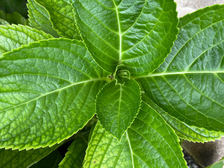 Green leaves of a hydrangea plant, close-upの写真素材