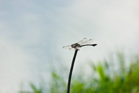 dragonflyの写真素材