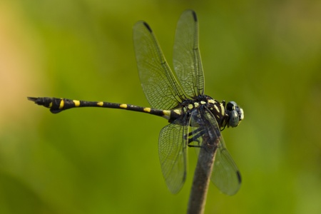 this is a dragonfly の写真素材