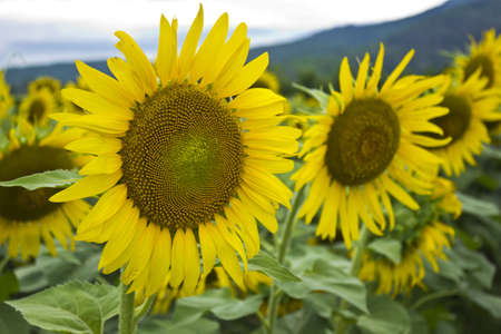 sunflowers at the field の写真素材