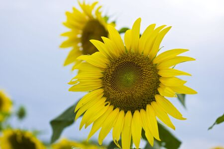 sunflwerの写真素材