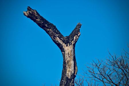 Dead trees with blue sky background photographの写真素材