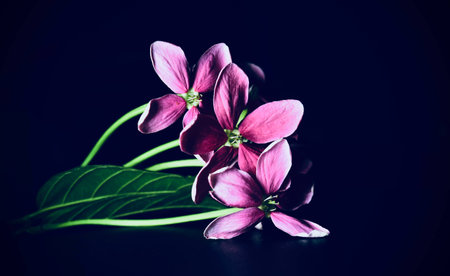 Isolated pink coloured flowers stock photoの写真素材