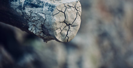 Bamboo objects with cracked soil surface photoの写真素材