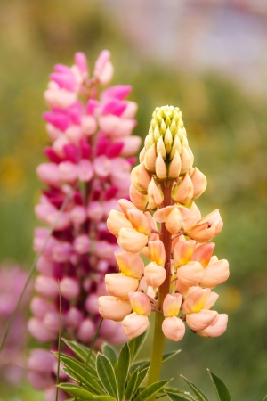 pink and yellow lupine flowers naturally occuringの写真素材