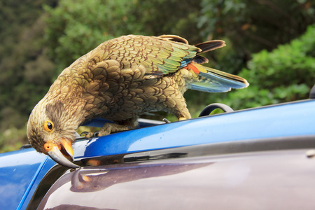 kea, a new zealand native green parrot, damaging the blue car, location - Wellington, South Island, New Zealandの写真素材