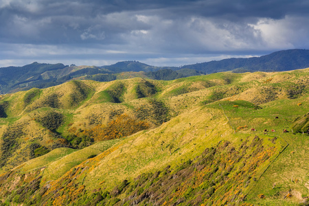 green hills landscape, location - Kapiti Island, North Island, New Zealand