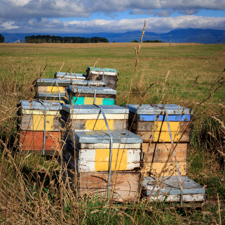 beehive farm box, location - Wellington, North Island, New Zealand