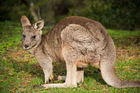 grey kangaroo - Grampians Australian national park, location - Australiaの写真素材