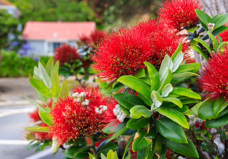 red pohutukawa flowers, location - Wellington, North Island, New Zealandの写真素材