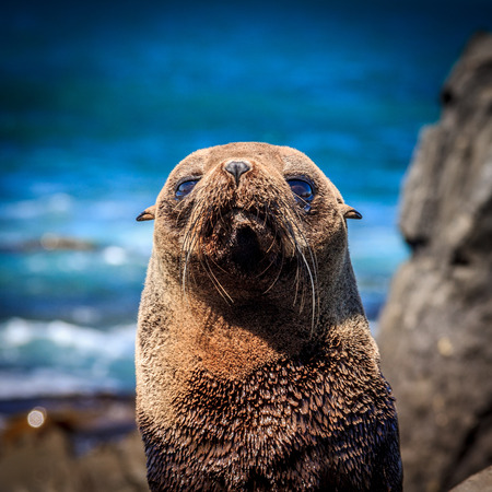 baby fur seal at the coast - New Zealand, North Island, Wellington, Red Rocks coastal walkの写真素材