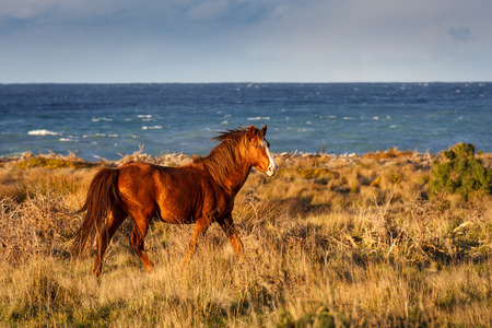 red horse running at the coast, location - Wellington, North Island, New Zealand. Soft selective focus and shallow depth of field.の写真素材