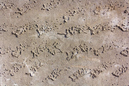 grunge gray cement surface texture background photo
