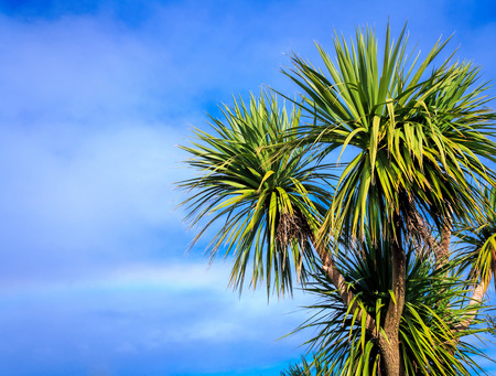 Ti kouka New Zealand cabbage palm tree, landscape with a blue skyの写真素材