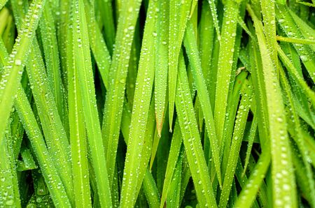 green grass with the rain drops texture background