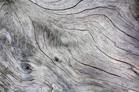 black and white cracked old wooden texture imageの写真素材
