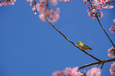 Zosterops palpebrosus or oriental white eye bird hang on the Wild Himalayan Cherry tree in Chiang Mai, Thailandの写真素材