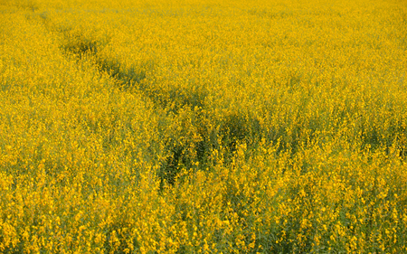 sunhemp flower farmの写真素材