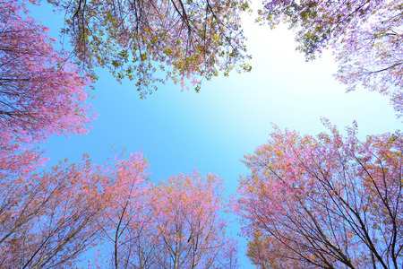 frame of wild himalayan cherry,Pink Cherry Blossoms with Blue Sky backgroundの写真素材
