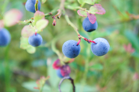 bush of blueberriesの写真素材