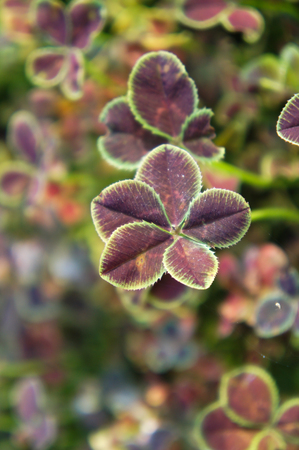 five-leaves brown clover