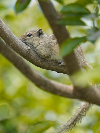 selective focus on squirrel's face which is sitting on branch