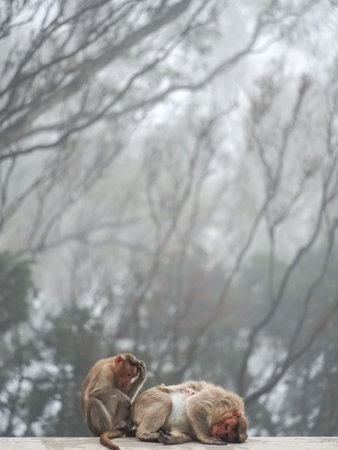 selective focus on two monkeys in snowの写真素材