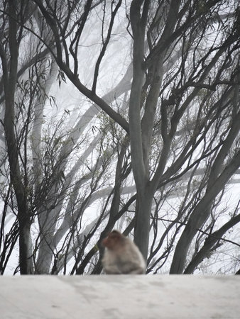 selective focus on trees in snowの写真素材