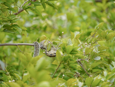 selective focus on squirrel's face which is sitting on branchの写真素材