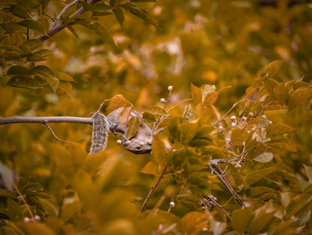 selective focus on squirrel's face which is sitting on branch in autumn seasonの写真素材