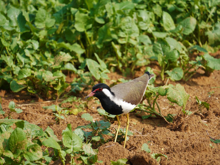 selective focus on red wattled lapwing, this bird is never sit on tree and also make home on groundの写真素材