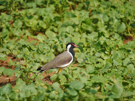 selective focus on red wattled lapwing, this bird is never sit on tree and also make home on ground