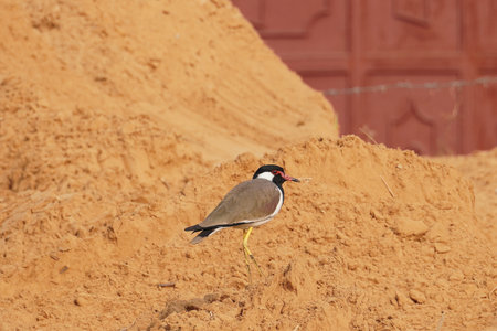 selective focus on red wattled lapwing, this bird is never sit on tree and also make home on groundの写真素材