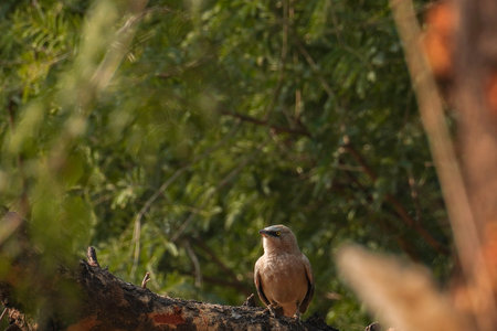 selective focus on large grey babbler, Indian babblerの写真素材