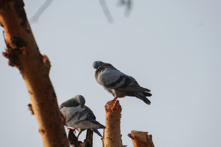 selective focus on grey pigeons, asian pigeonsの写真素材
