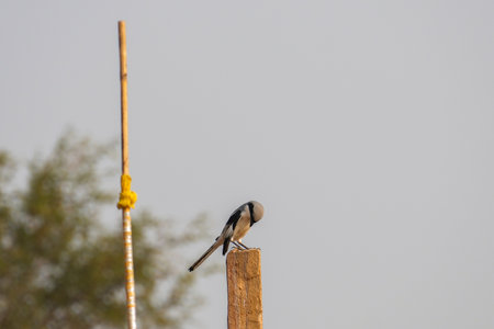selective focus on long tailed shrike, Chinese grey shrikeの写真素材