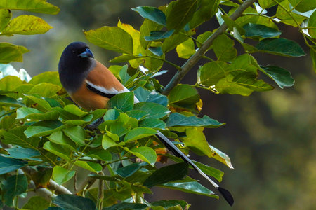 selective focus on a rufous treepie birdの写真素材