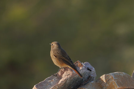 selective focus on a familiar chat bird
