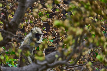 A monkey is sitting on the tree branch , selective focus on monkeyの写真素材
