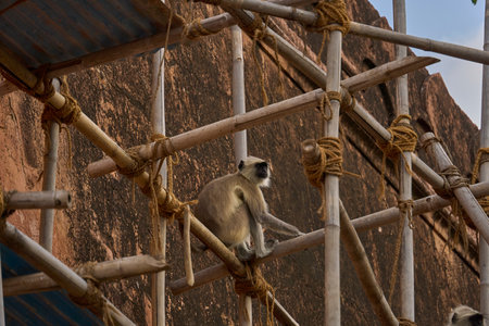 A monkey is sitting on the bamboo , selective focus on monkeyの写真素材