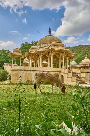 A cow is grazing in the Gatore Ki Chhatriyanの写真素材