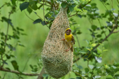 A sparrow nest with a beautiful yellow sparrowの写真素材