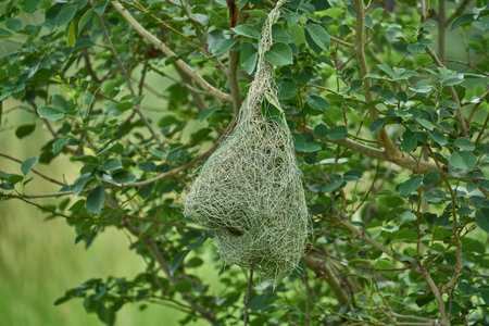A beautiful natural wooden home of sparrowsの写真素材