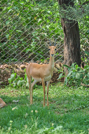 A deer is looking towards the cameraの写真素材